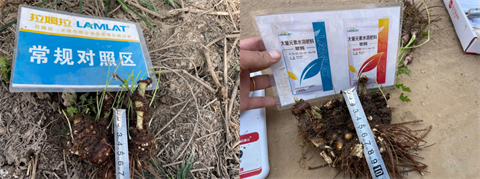 中草藥種植,水溶肥品牌,翠姆水溶肥 中草藥種植,水溶肥品牌,翠姆水溶肥