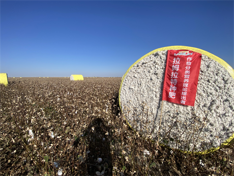 棉花種植,進(jìn)口水溶肥,翠姆水溶肥 棉花種植,進(jìn)口水溶肥,翠姆水溶肥