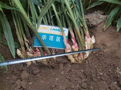 大姜種植,水溶肥品牌,翠姆水溶肥 大姜種植,水溶肥品牌,翠姆水溶肥