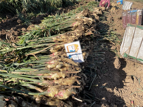 大姜種植,水溶肥品牌,翠姆水溶肥 大姜種植,水溶肥品牌,翠姆水溶肥