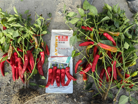 辣椒施肥,進(jìn)口水溶肥,翠姆水溶肥 辣椒施肥,進(jìn)口水溶肥,翠姆水溶肥