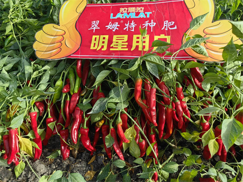 辣椒施肥,進(jìn)口水溶肥,翠姆水溶肥 辣椒施肥,進(jìn)口水溶肥,翠姆水溶肥