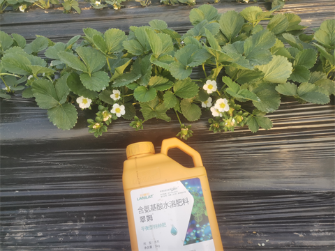 草莓定植,水溶肥品牌,翠姆水溶肥 草莓定植,水溶肥品牌,翠姆水溶肥