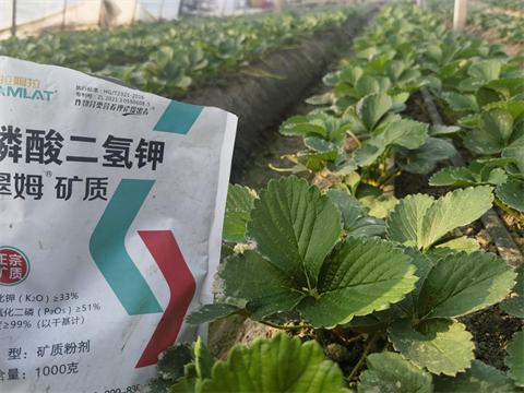 草莓定植,水溶肥品牌,翠姆水溶肥 草莓定植,水溶肥品牌,翠姆水溶肥