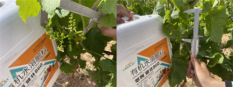 進(jìn)口水溶肥,葡萄種植,翠姆水溶肥 進(jìn)口水溶肥,葡萄種植,翠姆水溶肥