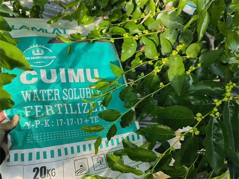 水溶肥廠家,冬棗施肥,翠姆水溶肥 水溶肥廠家,冬棗施肥,翠姆水溶肥