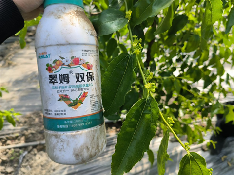 水溶肥廠家,冬棗施肥,翠姆水溶肥 水溶肥廠家,冬棗施肥,翠姆水溶肥