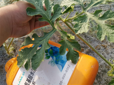水溶肥廠家,西瓜凍害,翠姆水溶肥 水溶肥廠家,西瓜凍害,翠姆水溶肥