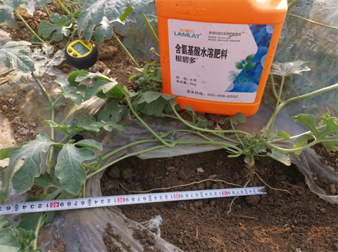 水溶肥廠家,西瓜凍害,翠姆水溶肥 水溶肥廠家,西瓜凍害,翠姆水溶肥
