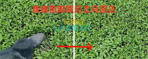 水溶肥廠家,辣椒種植,翠姆水溶肥 水溶肥廠家,辣椒種植,翠姆水溶肥