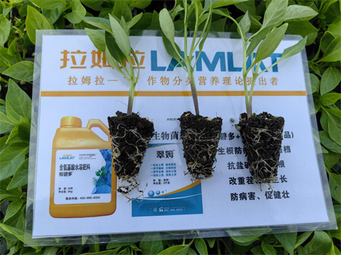 水溶肥廠家,辣椒種植,翠姆水溶肥 水溶肥廠家,辣椒種植,翠姆水溶肥