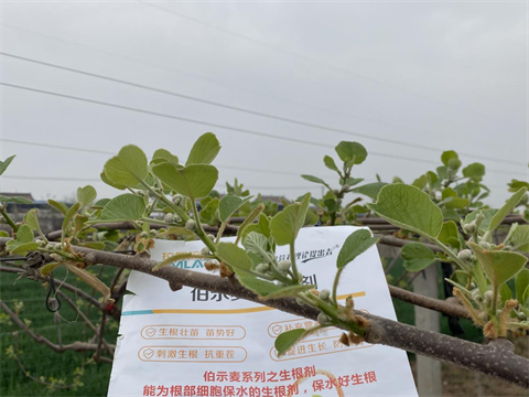 進口水溶肥,獼猴桃施肥,伯示麥水溶肥 進口水溶肥,獼猴桃施肥,伯示麥水溶肥