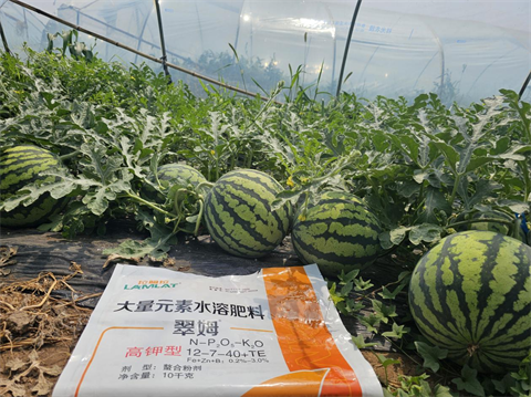 進(jìn)口水溶肥,西瓜種植,翠姆水溶肥 進(jìn)口水溶肥,西瓜種植,翠姆水溶肥