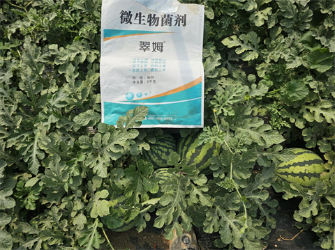 特種肥,西瓜種植,翠姆水溶肥 特種肥,西瓜種植,翠姆水溶肥