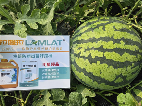 特種肥,西瓜種植,翠姆水溶肥 特種肥,西瓜種植,翠姆水溶肥