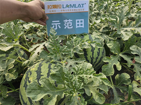 特種肥,西瓜種植,翠姆水溶肥 特種肥,西瓜種植,翠姆水溶肥