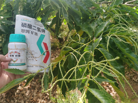 葉面肥品牌,板栗種植,翠姆水溶肥 葉面肥品牌,板栗種植,翠姆水溶肥