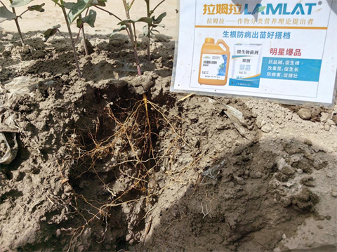 進口水溶肥,棉花施肥,翠姆水溶肥 進口水溶肥,棉花施肥,翠姆水溶肥