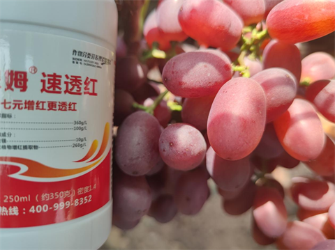 水溶肥品牌,葡萄施肥,翠姆水溶肥 水溶肥品牌,葡萄施肥,翠姆水溶肥