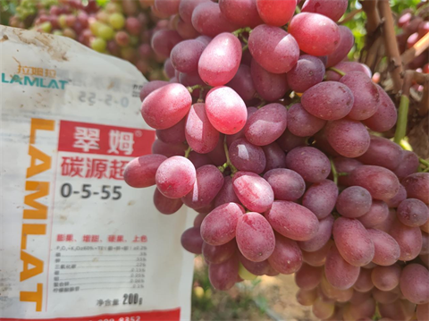 水溶肥品牌,葡萄施肥,翠姆水溶肥 水溶肥品牌,葡萄施肥,翠姆水溶肥