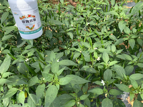 葉面肥廠家,辣椒施肥,翠姆雙保 葉面肥廠家,辣椒施肥,翠姆雙保