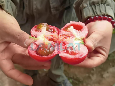 水溶肥品牌,西紅柿施肥,翠姆水溶肥 水溶肥品牌,西紅柿施肥,翠姆水溶肥