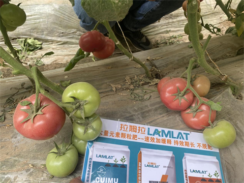 水溶肥品牌,西紅柿施肥,翠姆水溶肥 水溶肥品牌,西紅柿施肥,翠姆水溶肥