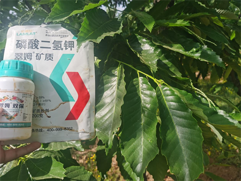 進(jìn)口葉面肥,板栗種植,翠姆葉面肥 進(jìn)口葉面肥,板栗種植,翠姆葉面肥