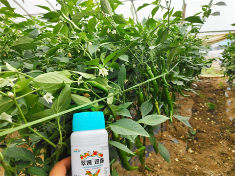 進(jìn)口葉面肥,辣椒施肥,翠姆雙保 進(jìn)口葉面肥,辣椒施肥,翠姆雙保