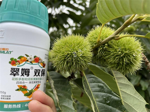 葉面肥廠家,板栗種植,翠姆雙保 葉面肥廠家,板栗種植,翠姆雙保