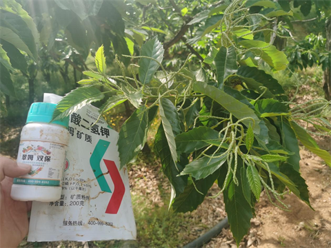 葉面肥廠家,板栗種植,翠姆雙保 葉面肥廠家,板栗種植,翠姆雙保