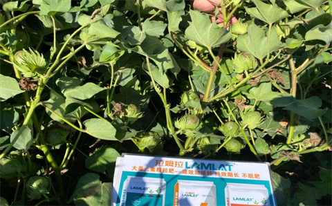 水溶肥廠家,棉花種植,翠姆水溶肥 水溶肥廠家,棉花種植,翠姆水溶肥