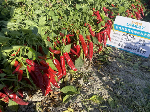 水溶肥廠家,辣椒施肥,翠姆水溶肥 水溶肥廠家,辣椒施肥,翠姆水溶肥