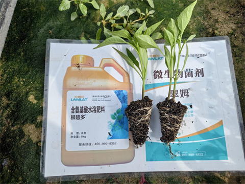 水溶肥廠家,辣椒施肥,翠姆水溶肥 水溶肥廠家,辣椒施肥,翠姆水溶肥