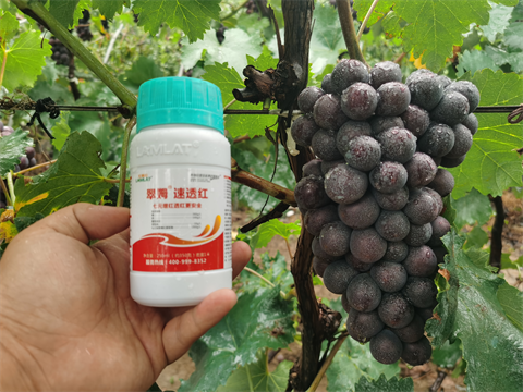 進(jìn)口水溶肥,葡萄種植,翠姆水溶肥 進(jìn)口水溶肥,葡萄種植,翠姆水溶肥