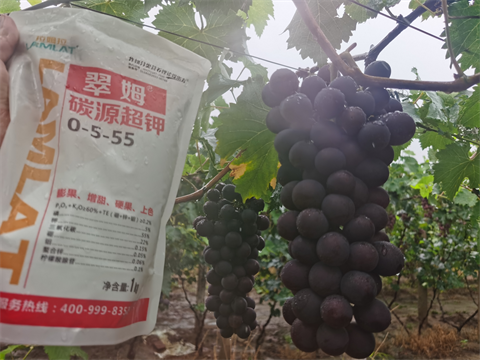 進(jìn)口水溶肥,葡萄種植,翠姆水溶肥 進(jìn)口水溶肥,葡萄種植,翠姆水溶肥