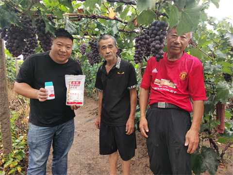 進(jìn)口水溶肥,葡萄種植,翠姆水溶肥 進(jìn)口水溶肥,葡萄種植,翠姆水溶肥