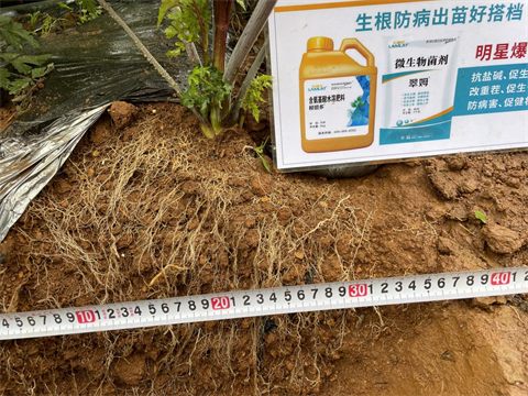 水溶肥廠家,當歸種植,翠姆水溶肥 水溶肥廠家,當歸種植,翠姆水溶肥