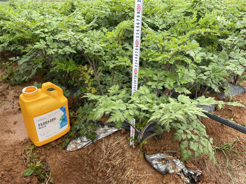 水溶肥廠家,當歸種植,翠姆水溶肥 水溶肥廠家,當歸種植,翠姆水溶肥
