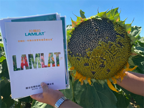 水溶肥品牌,葵花種植,翠姆水溶肥 水溶肥品牌,葵花種植,翠姆水溶肥