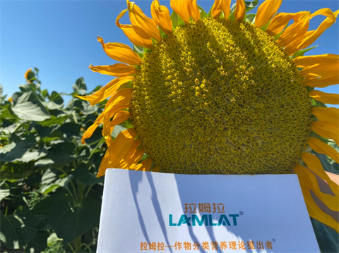 水溶肥品牌,葵花種植,翠姆水溶肥 水溶肥品牌,葵花種植,翠姆水溶肥