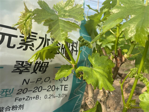 水溶肥品牌,葡萄種植,翠姆水溶肥 水溶肥品牌,葡萄種植,翠姆水溶肥