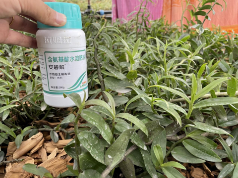 進(jìn)口水溶肥,鐵皮石斛種植,拉姆拉水溶肥 進(jìn)口水溶肥,鐵皮石斛種植,拉姆拉水溶肥