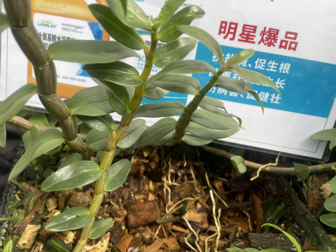 進(jìn)口水溶肥,鐵皮石斛種植,拉姆拉水溶肥 進(jìn)口水溶肥,鐵皮石斛種植,拉姆拉水溶肥