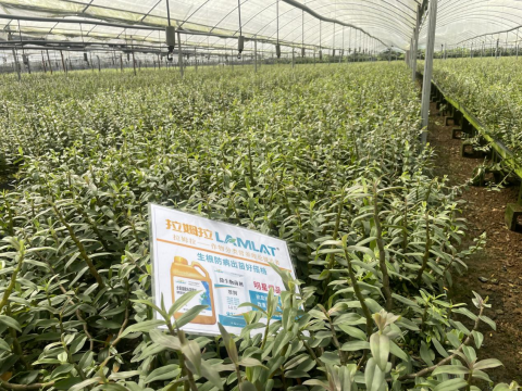 進(jìn)口水溶肥,鐵皮石斛種植,拉姆拉水溶肥 進(jìn)口水溶肥,鐵皮石斛種植,拉姆拉水溶肥