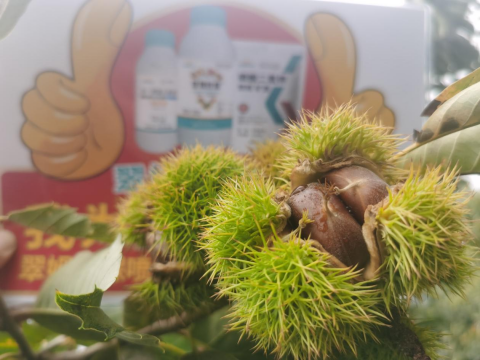 水溶肥廠家,板栗種植,翠姆水溶肥 水溶肥廠家,板栗種植,翠姆水溶肥