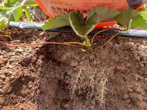 水溶肥品牌,草莓種植,翠姆水溶肥 水溶肥品牌,草莓種植,翠姆水溶肥