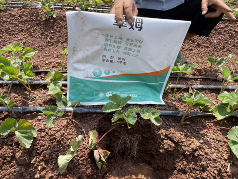 水溶肥品牌,草莓種植,翠姆水溶肥 水溶肥品牌,草莓種植,翠姆水溶肥