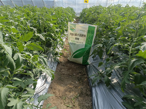 水溶肥廠家,西紅柿種植,翠姆水溶肥 水溶肥廠家,西紅柿種植,翠姆水溶肥