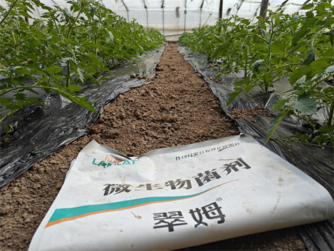 水溶肥廠家,西紅柿種植,翠姆水溶肥 水溶肥廠家,西紅柿種植,翠姆水溶肥